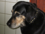 Bonna,11 jaar oud, heeft artrose. Daardoor is haar achterhand wat instabieler. Op acupunctuur blijkt ze goed te reageren